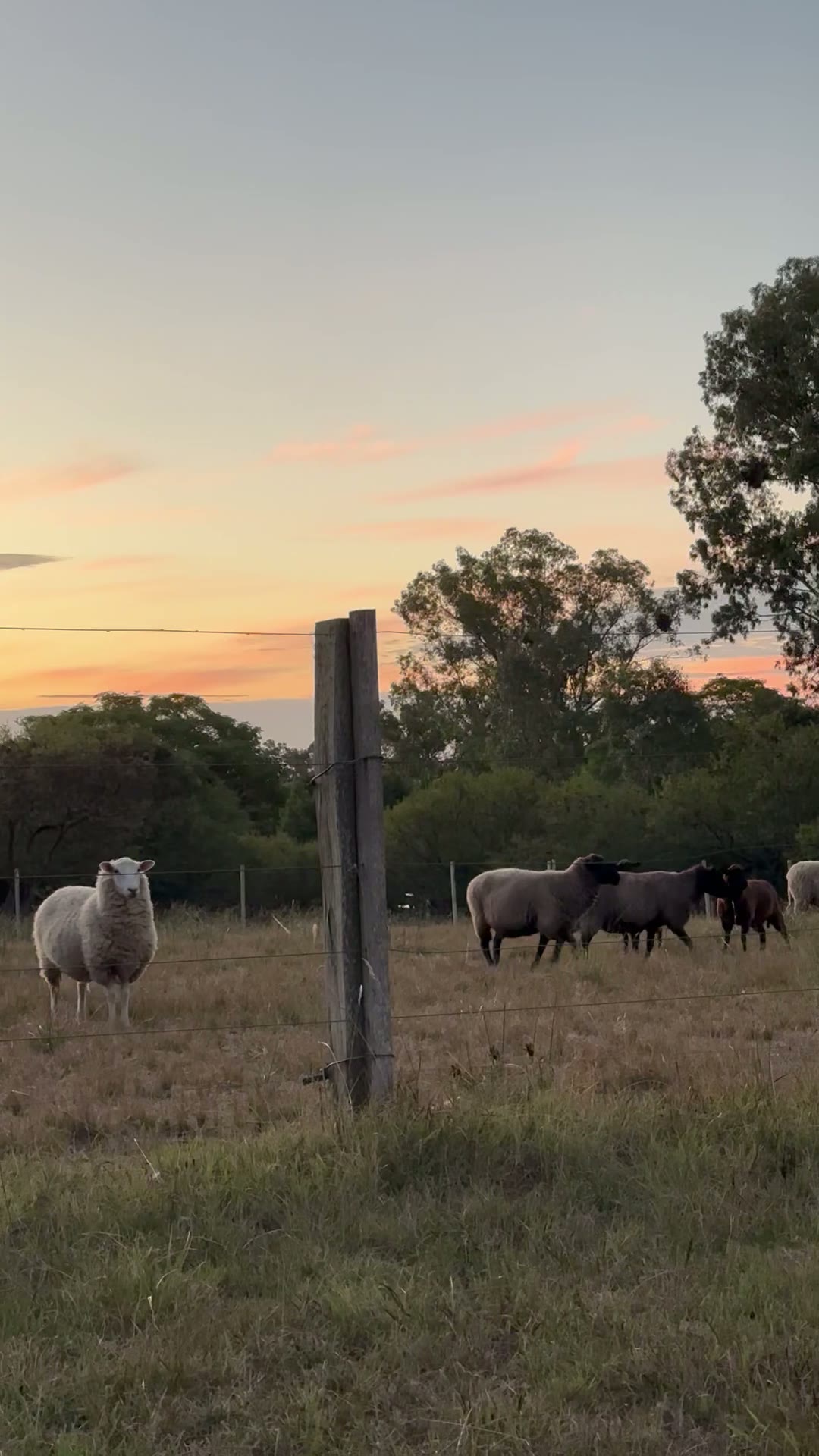 Ovejas en la estancia